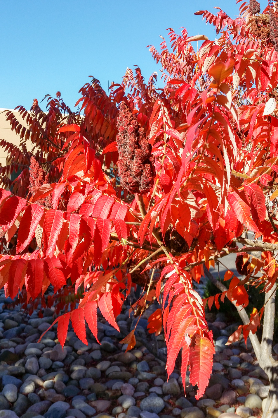 Staghorn Sumac